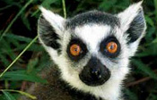 Lemur