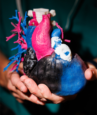 heart model