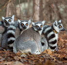 Lemur Center