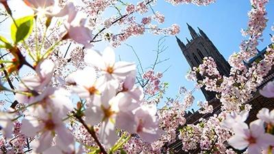 spring flowers on Duke Campus